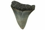 Serrated, Juvenile Megalodon Tooth - North Carolina #351184-1